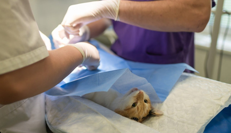 e030fdc0-43f5-41c1-b719-882c32fdffa5