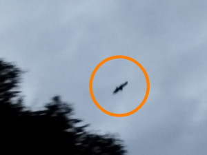 O mláďata se stará jeden z rodičů