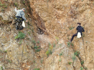 Kroužkování výrů na hnízdě ve skalní stěně