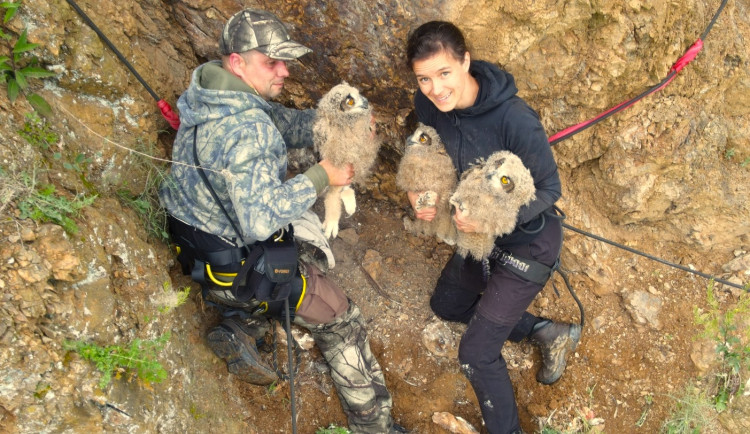 Kroužkování výrů na hnízdě ve skalní stěně