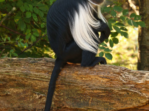 Plzeňská zoo se pyšní novým pavilonem pro guerézy angolské, tyto opice chovají v Plzni od roku 1998