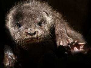 Mláďata vyder říčních dostala jména Žofka a Hugo, odchov se v zoo podařil po dlouhých 14 letech