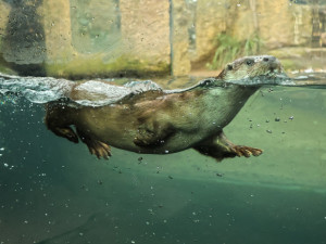 Mláďata vyder říčních dostala jména Žofka a Hugo, odchov se v zoo podařil po dlouhých 14 letech