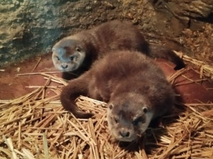 Mláďata vyder říčních dostala jména Žofka a Hugo, odchov se v zoo podařil po dlouhých 14 letech