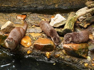 Mláďata vyder říčních dostala jména Žofka a Hugo, odchov se v zoo podařil po dlouhých 14 letech