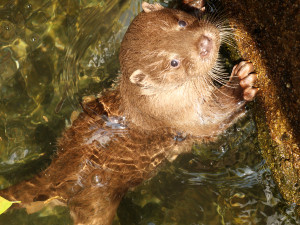 Mláďata vyder říčních dostala jména Žofka a Hugo, odchov se v zoo podařil po dlouhých 14 letech