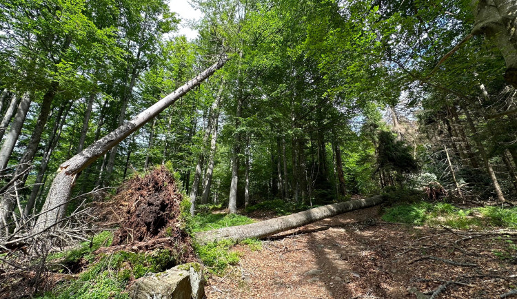 Suché stromy ohrožující značené turistické cesty na Šumavě se musí pokácet. Letos už jich šlo k zemi 6000