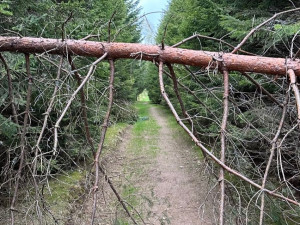 Suché stromy ohrožující značené turistické cesty na Šumavě se musí pokácet. Letos už jich šlo k zemi 6000