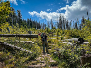 Suché stromy ohrožující značené turistické cesty na Šumavě se musí pokácet. Letos už jich šlo k zemi 6000