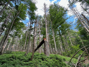 Suché stromy ohrožující značené turistické cesty na Šumavě se musí pokácet. Letos už jich šlo k zemi 6000