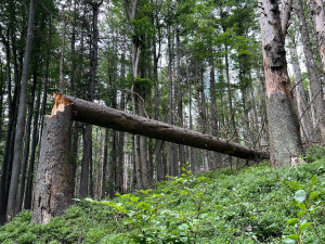 Suché stromy ohrožující značené turistické cesty na Šumavě se musí pokácet. Letos už jich šlo k zemi 6000