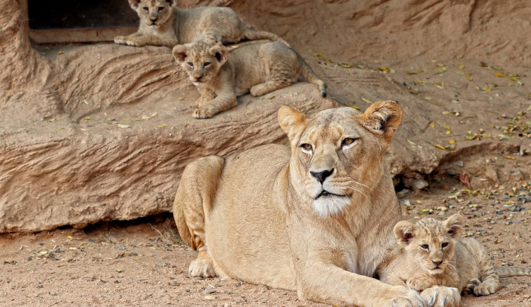 Samice vzácného lva berberského oslavila 10. narozeniny, Tamika přivedla na svět 13 lvíčat