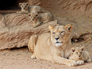 Samice vzácného lva berberského oslavila 10. narozeniny, Tamika přivedla na svět 13 lvíčat