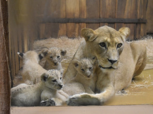 Samice lva berberského slaví 10. narozeniny, Tamika přivedla na svět 13 lvíčat