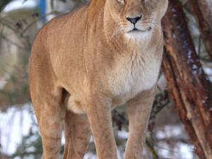 Samice lva berberského slaví 10. narozeniny, Tamika přivedla na svět 13 lvíčat