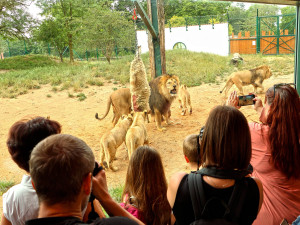 Samice lva berberského slaví 10. narozeniny, Tamika přivedla na svět 13 lvíčat