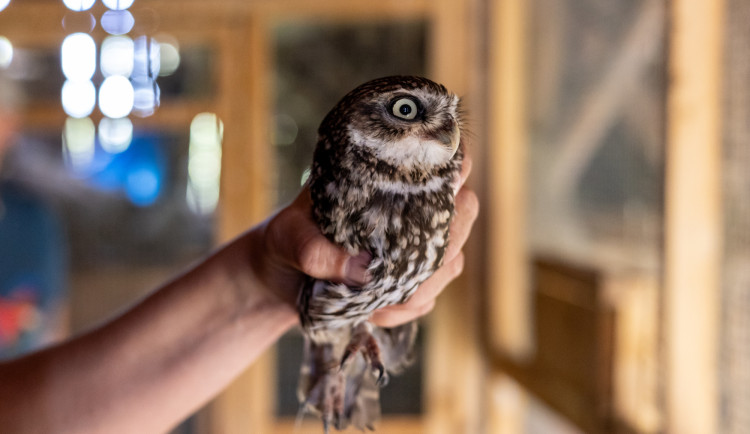 Sýček obecný je náš nejohroženější druh sovy, vrátit do přírody ho chce i nový přeshraniční projekt