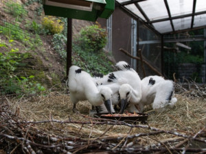 Důležitá záchranná stanice živočichů zahájila zásadní rekonstrukci a rozšíření léčebného areálu za 22 milionů