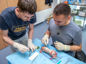 Studenti medicíny operují v Plzni prasata, sešívají jim nožičky nebo odstraňují ledviny