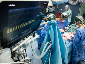 Studenti medicíny operují v Plzni prasata, sešívají jim nožičky nebo odstraňují ledviny