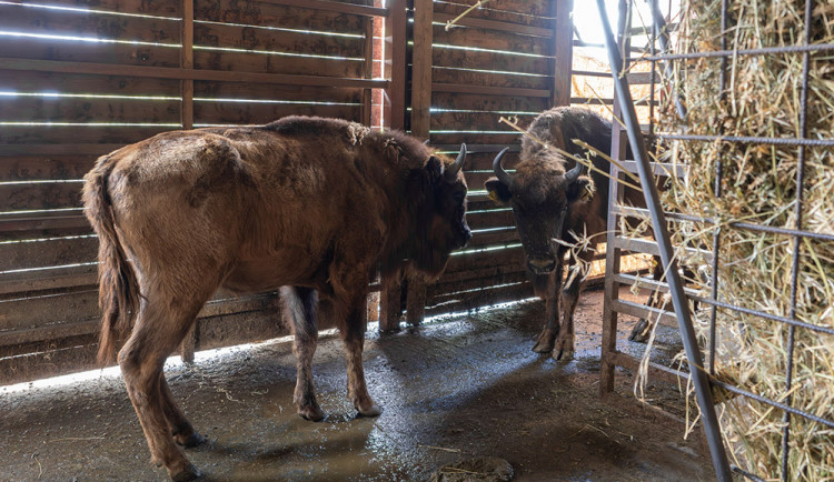 VIDEO: Zpět na Kavkaz. Zubřice ze Zoo Olomouc vyrazily do domoviny v Ázerbájdžánu