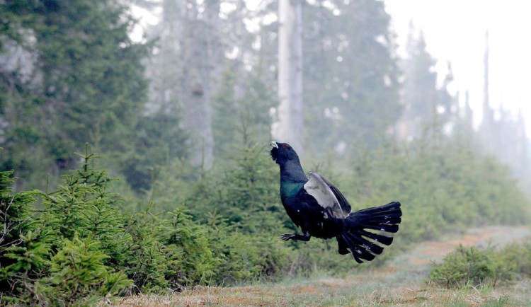 Tetřevům se na Šumavě daří, díky rozšíření klidových územích jejich populace pomalu rostou