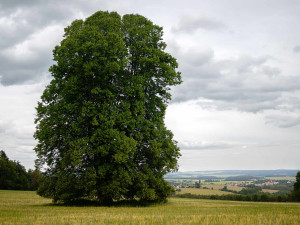 Pod statnou lípou dříve odpočívali pocestní, dnes více 300 starý strom bojuje o titul Strom roku