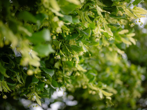 Pod statnou lípou dříve odpočívali pocestní, dnes více 300 starý strom bojuje o titul Strom roku