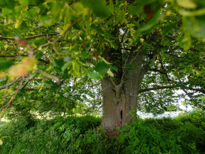 Pod statnou lípou dříve odpočívali pocestní, dnes více 300 starý strom bojuje o titul Strom roku