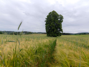 Pod statnou lípou dříve odpočívali pocestní, dnes více 300 starý strom bojuje o titul Strom roku