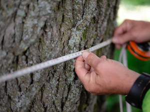 Pod statnou lípou dříve odpočívali pocestní, dnes více 300 starý strom bojuje o titul Strom roku