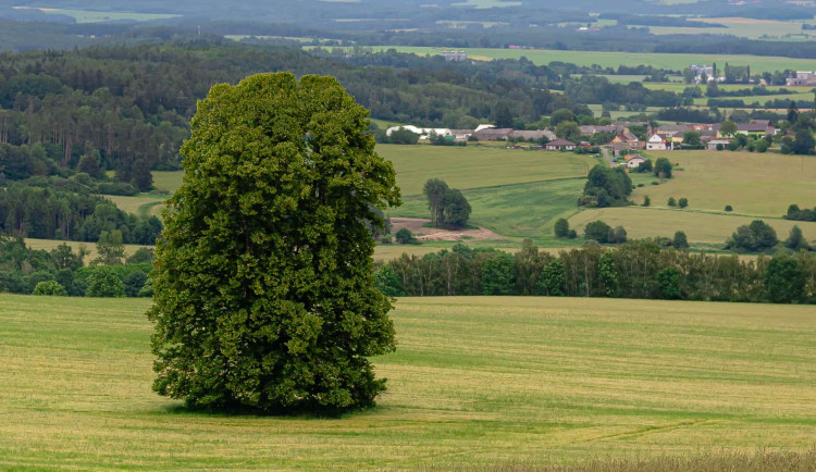 Pod statnou lípou dříve odpočívali pocestní, dnes více 300 starý strom bojuje o titul Strom roku