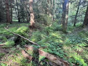 Návštěvníci Šumavy mohou vyrazit na novou zážitkovou trasu. Projdou mýtinou, lesem i přes brod