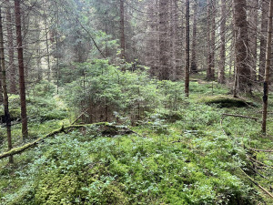 Návštěvníci Šumavy mohou vyrazit na novou zážitkovou trasu. Projdou mýtinou, lesem i přes brod