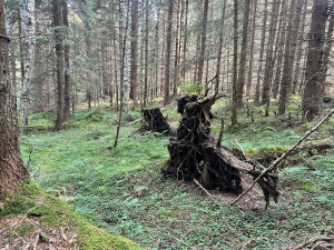 Návštěvníci Šumavy mohou vyrazit na novou zážitkovou trasu. Projdou mýtinou, lesem i přes brod