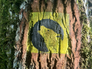 Návštěvníci Šumavy mohou vyrazit na novou zážitkovou trasu. Projdou mýtinou, lesem i přes brod