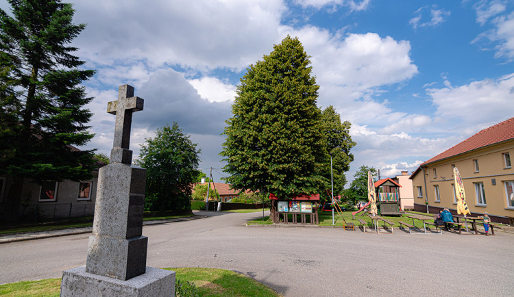 Prostějovsko má finalistu v anketě Strom roku. Lípa v Bousíně pamatuje nucené válečné vysídlení obce