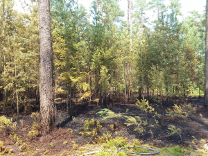 Následky lesního požáru