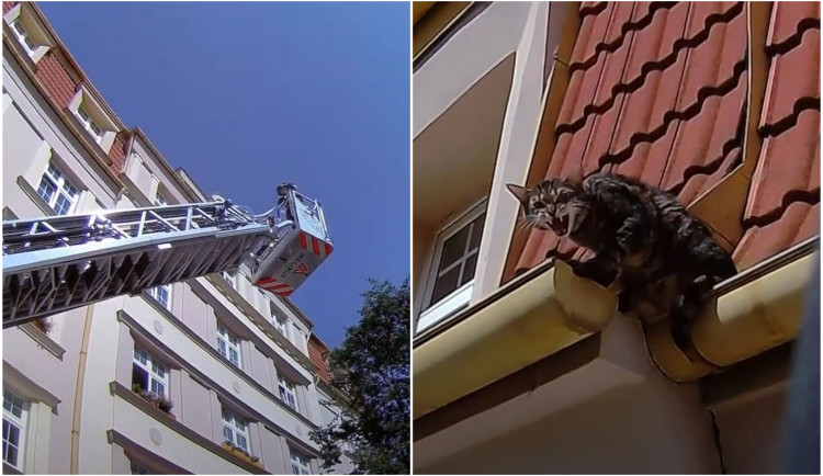 VIDEO: Kocour Jerry uvízl na střeše, hasiči pro něj vyrazili se žebříkem, nahoru do koše vzali i majitelku