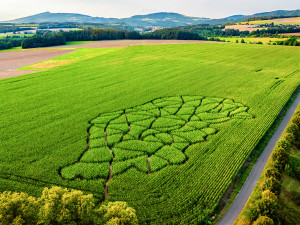 Abyste trefili ven, musíte oprášit znalosti ze školy. Unikátních kukuřičných bludišť najdete v Česku hned několik