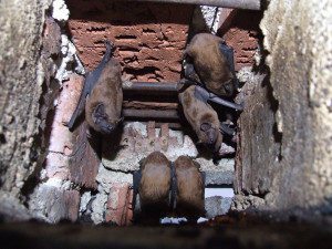 Tisíce netopýrů opět berou útokem byty a domy. Pozor při manipulaci s nimi, hrozí nákaza smrtelnou vzteklinou