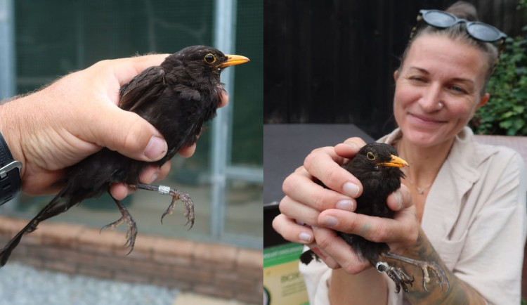 Zraněný kos zachráněný na Plzeňsku měl na noze švýcarský ornitologický kroužek