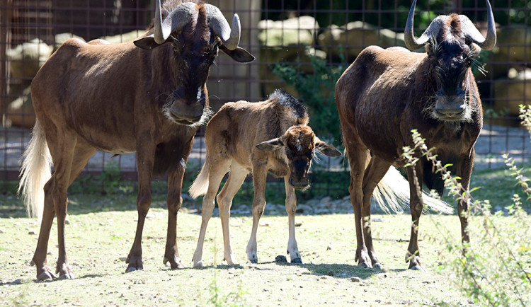 Chvíli po narození už chodí za matkou. V Zoo Olomouc přišlo na svět mládě pakoně běloocasého