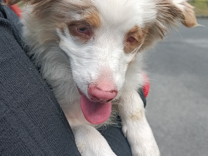 Někdo se zbavil slepého štěňátka, Bocelli teď čeká na nového páníčka v útulku