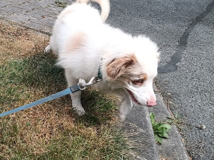 Někdo se zbavil slepého štěňátka, Bocelli teď čeká na nového páníčka v útulku