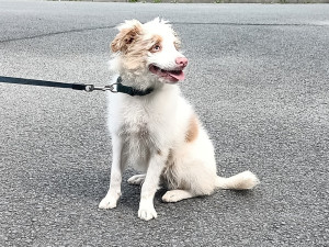 Někdo se zbavil slepého štěňátka, Bocelli teď čeká na nového páníčka v útulku