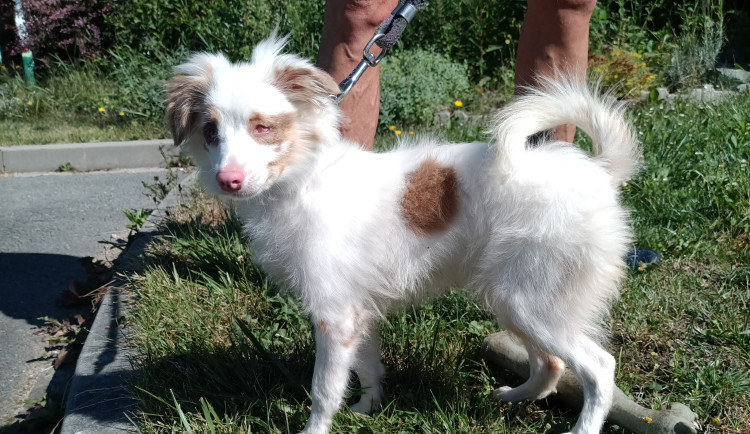 Někdo se zbavil slepého štěňátka, Bocelli teď čeká na nového páníčka v útulku