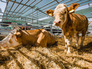Vyhrajte vstupenky na Země živitelku
