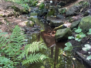 Lesnici obnovili tři studánky v lesích na Kokotsku, podél stezky je i ta s kuriozním názvem U Čůráčku