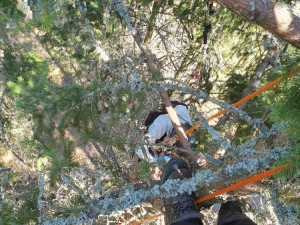 Horské záchranáře nejvíce zaměstnávají cyklisté. Na Šumavě sundávali ze stromu i několik paraglidistů